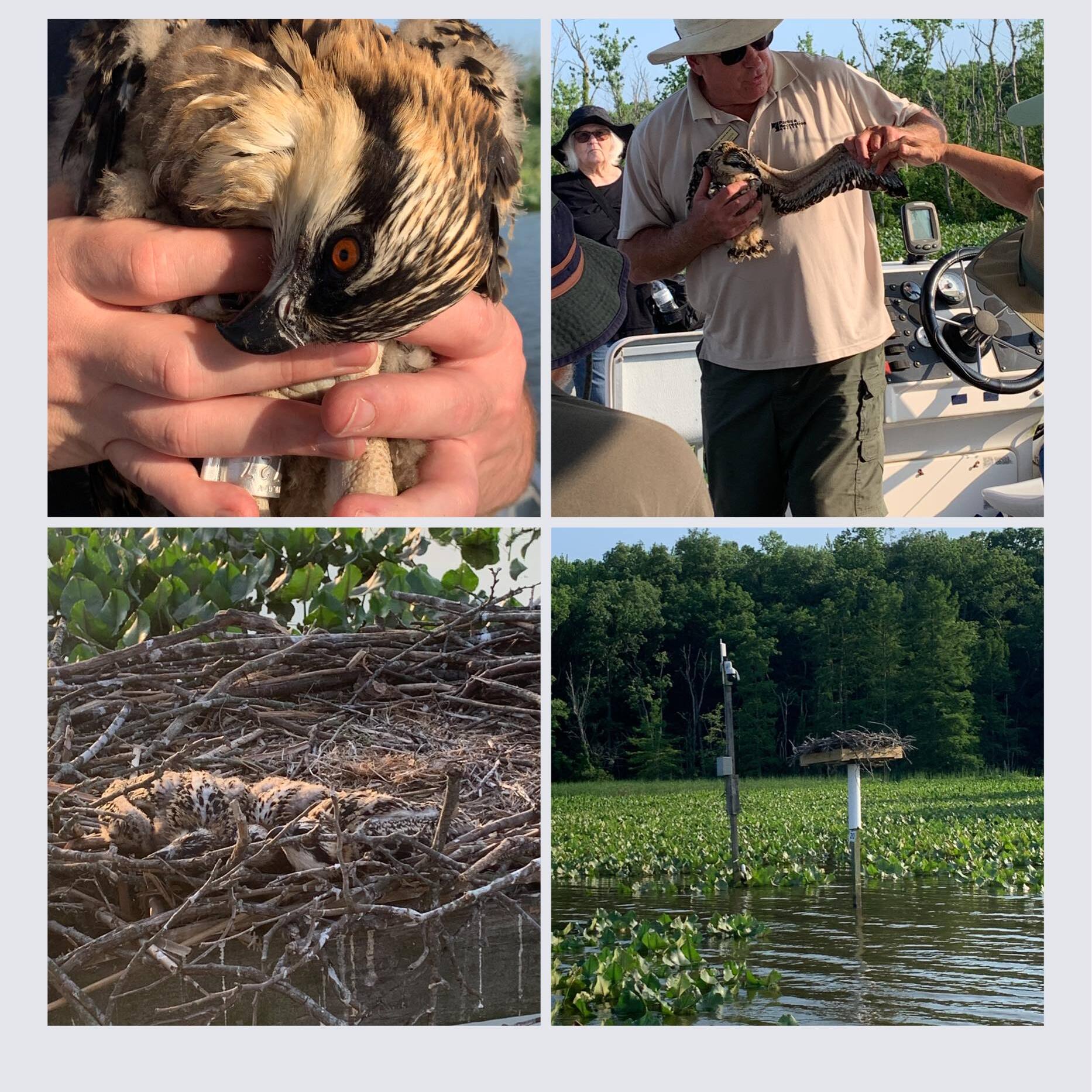 Osprey Boat Tour - logo